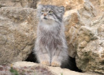 A Pallas Cat emerges from its den