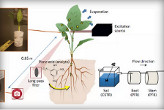 A Diagram Showing How Spinach can be Altered to Detect Explosives
