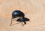 Africa's Namib Desert Beetle