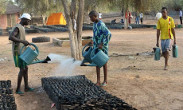 Workers water the Widu Tree Nursery in Senegal