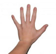 The Human Hand