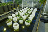 NASA's simulated Mars soil and earthworms were used to grow arugula in this Dutch lab