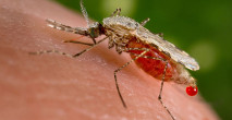 A Mosquito Feeding
